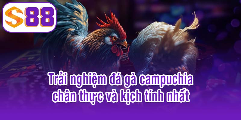 Trải nghiệm đá gà campuchia chân thực và kịch tính nhất