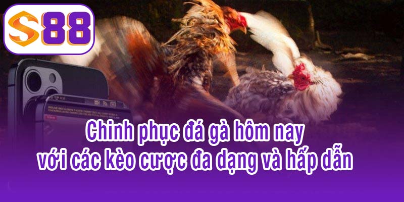 Chinh phục đá gà hôm nay với các kèo cược đa dạng và hấp dẫn