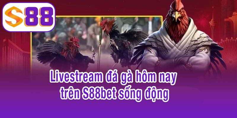 Trải nghiệm đá gà hôm nay với livestream sống động