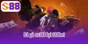 đá gà sv388