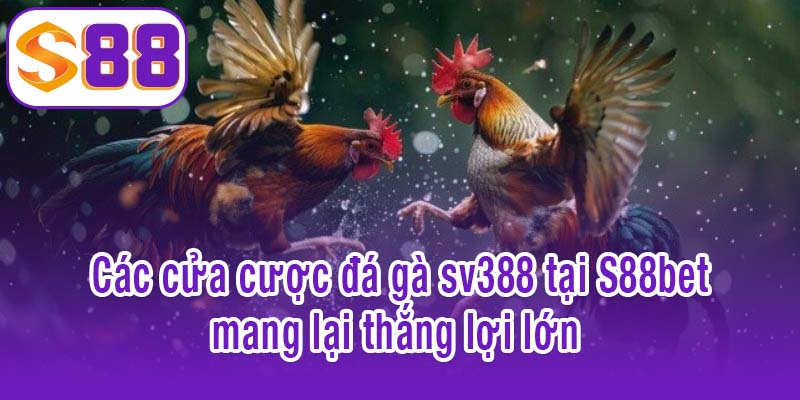 Các cửa cược đá gà sv388 tại S88bet mang lại thắng lợi lớn 