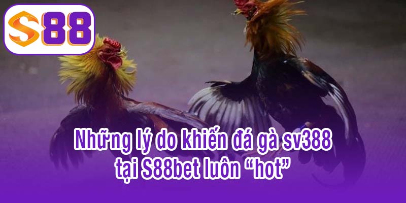 Những lý do khiến sảnh đá gà sv388 tại S88bet luôn “hot”
