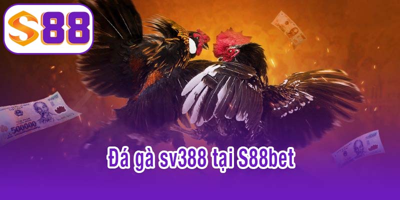 đá gà sv388