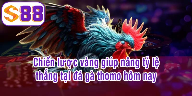 Chiến lược vàng giúp nâng tỷ lệ thắng tại đá gà thomo hôm nay