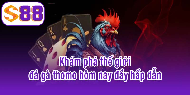 Khám phá thế giới đá gà thomo hôm nay đầy hấp dẫn