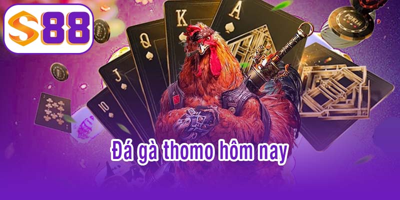 Đá gà thomo hôm nay