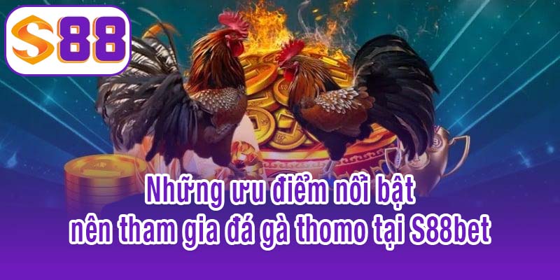 Những ưu điểm nổi bật nên tham gia đá gà thomo tại S88bet