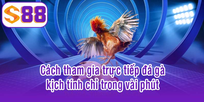 Cách tham gia trực tiếp đá gà kịch tính chỉ trong vài phút