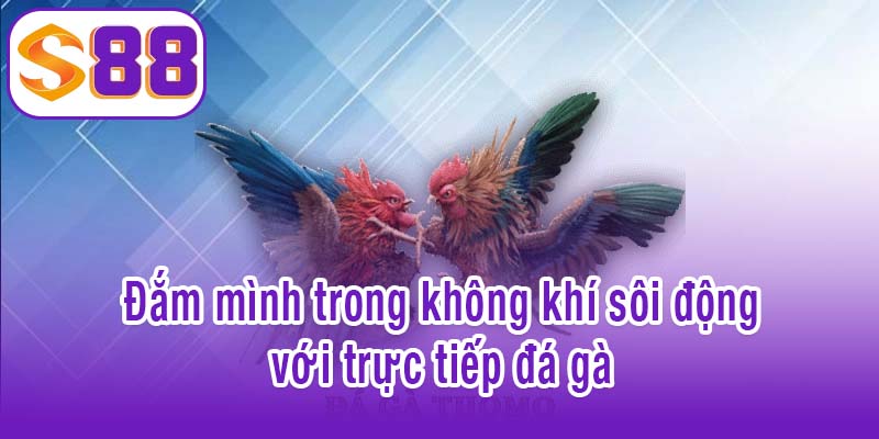Đắm mình trong không khí sôi động với trực tiếp đá gà