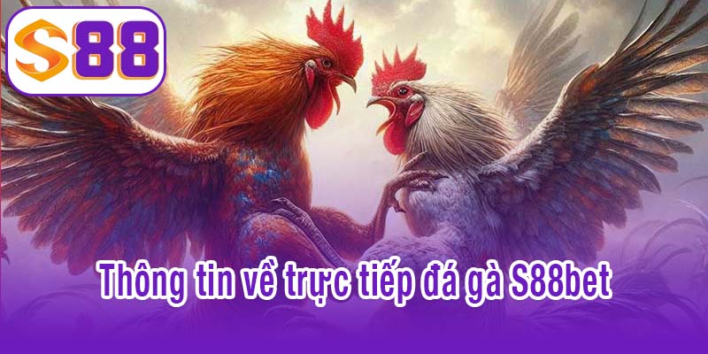 Thông tin về trực tiếp đá gà S88bet